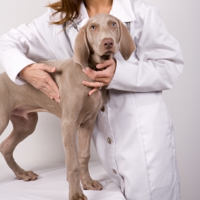 Les piqûres et morsures peuvent être très graves pour votre chien