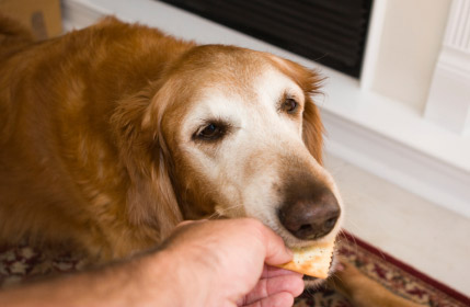 Chien qui mange un gateau d'aperitif