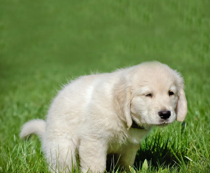 Chiot faisant ses besoins