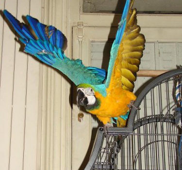 Ara chloroptère