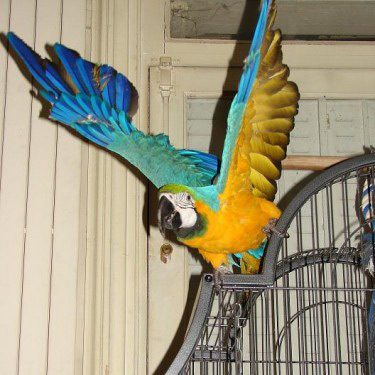 Ara chloroptère