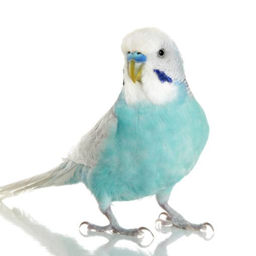 perruche bleue