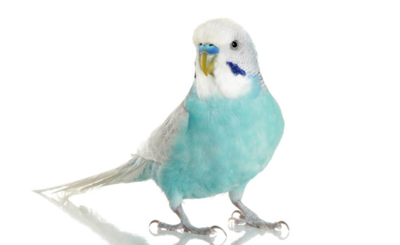 perruche bleue