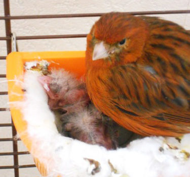 Canari dans son nid