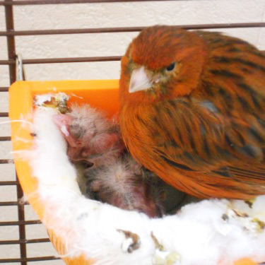 Canari dans son nid