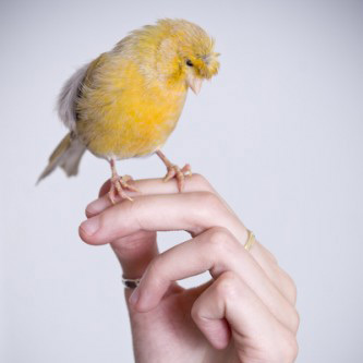 Ficelle, canari huppé