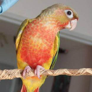 Conure ananas
