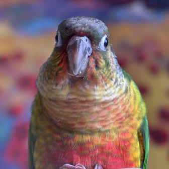 Conure à joues vertes