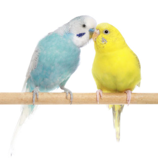 Deux perruches