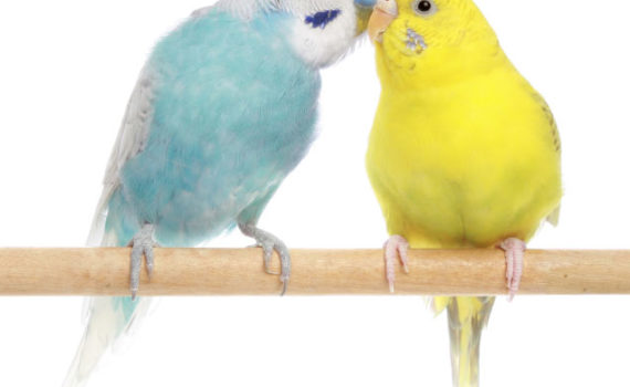 Deux perruches