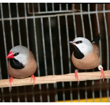 Les oiseaux australiens