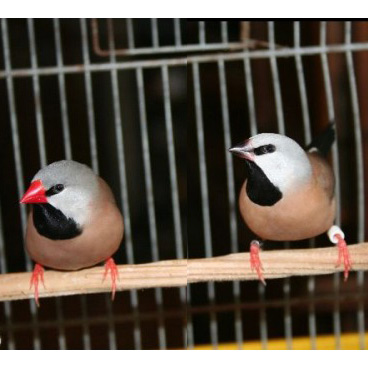 Les oiseaux australiens