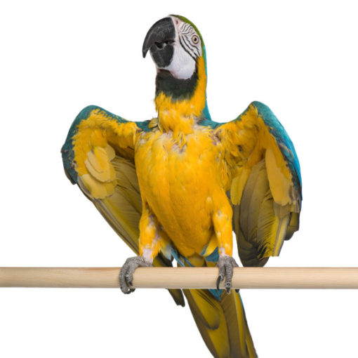 La mue chez l'oiseau