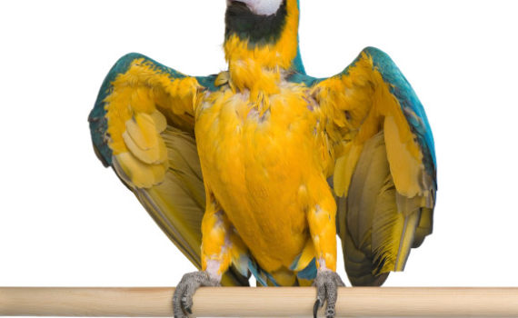 La mue chez l'oiseau
