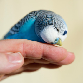 Le Budgerigar