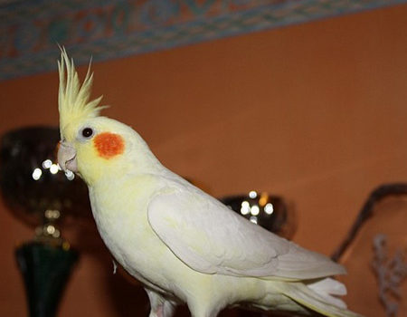 Perruche Calopsitte