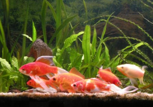 Aquarium