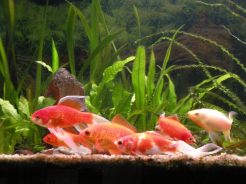 Aquarium