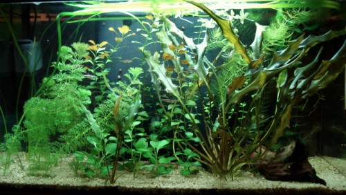 Installation de l'aquarium