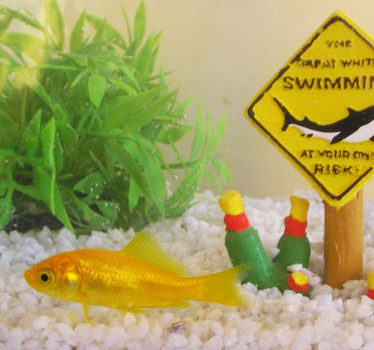 Poisson rouge dans son aquarium
