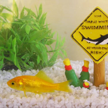 Poisson rouge dans son aquarium