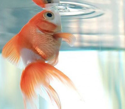 Le changement d'eau de l'aquarium