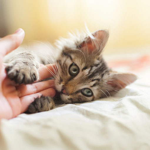 Mon chaton me mord ou me griffe