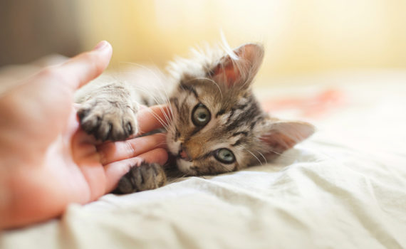 Mon chaton me mord ou me griffe