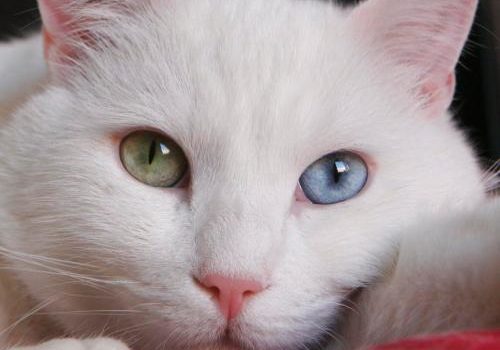 Chat blanc aux yuex vairons