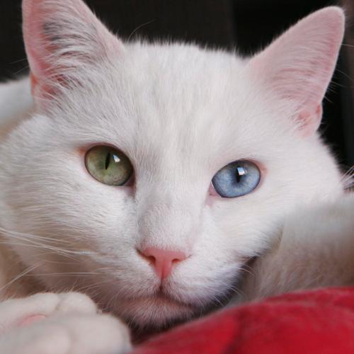 Chat blanc aux yuex vairons