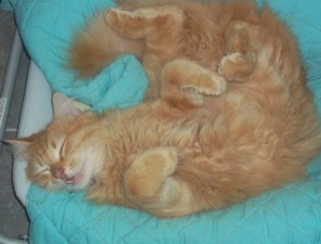 Chat qui dort paisiblement
