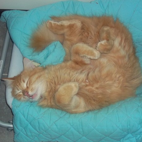 Chat qui dort paisiblement