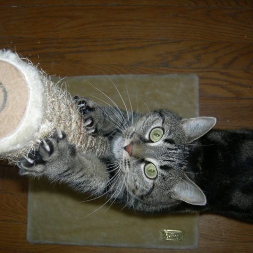 Le chat marque son territoire