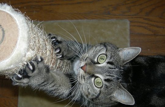 Le chat marque son territoire