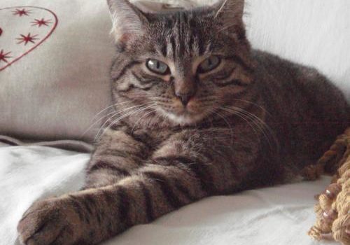 Le chat d'intérieur est très casanier