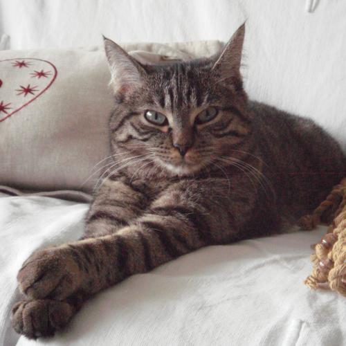 Le chat d'intérieur est très casanier