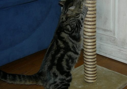 Le chat et le griffoir