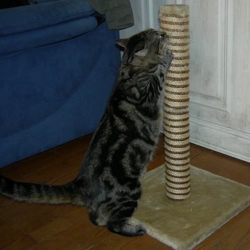 Le chat et le griffoir