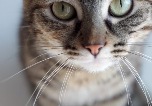 Les chats cimmuniquent entre eux pour marquer leur territoire