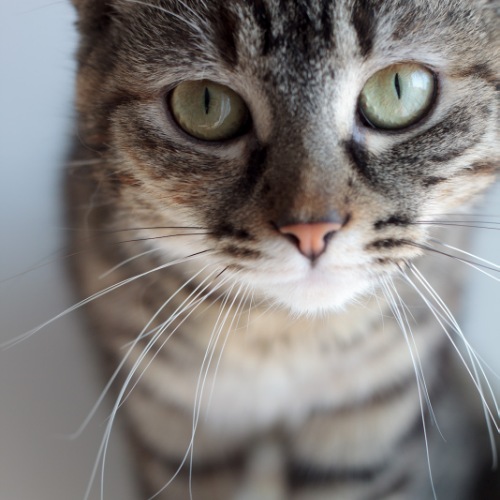Les chats cimmuniquent entre eux pour marquer leur territoire