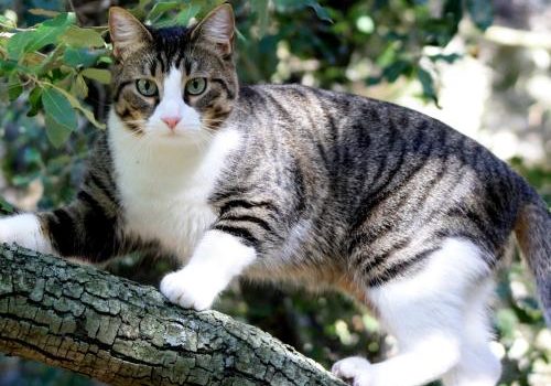 Le chat peut fuguer pour différentes raisons