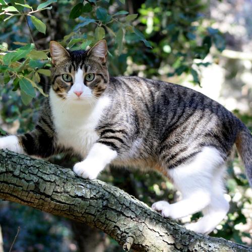 Le chat peut fuguer pour différentes raisons