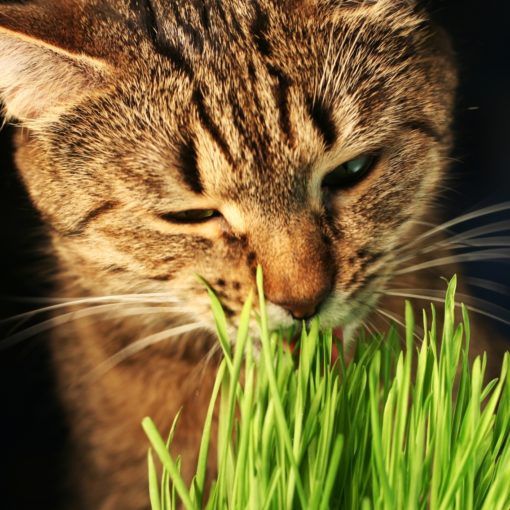 Chat devant herbe à chat