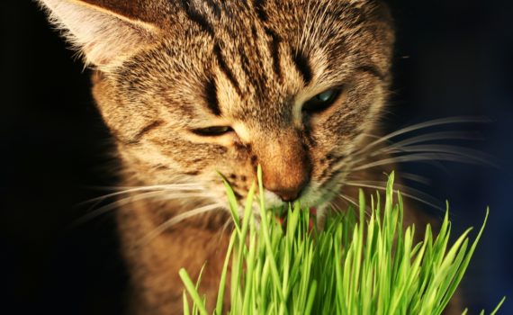 Chat devant herbe à chat