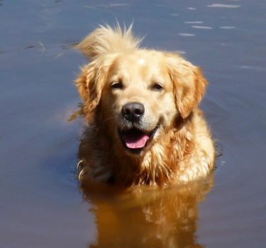 Golden retriver dans l'eau