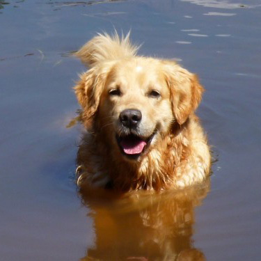 Golden retriver dans l'eau