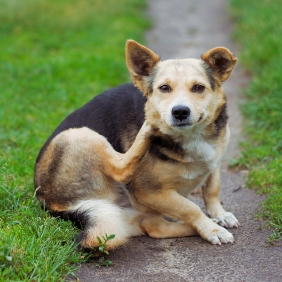 Chien dans l'herbe qui se gratte l'oreille