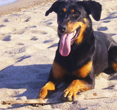 Chien sur la palge