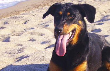 Chien sur la palge