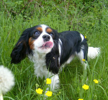 Chiot cavalier King Charles